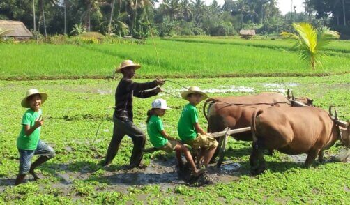 Vie a la ferme à Bali en Famille