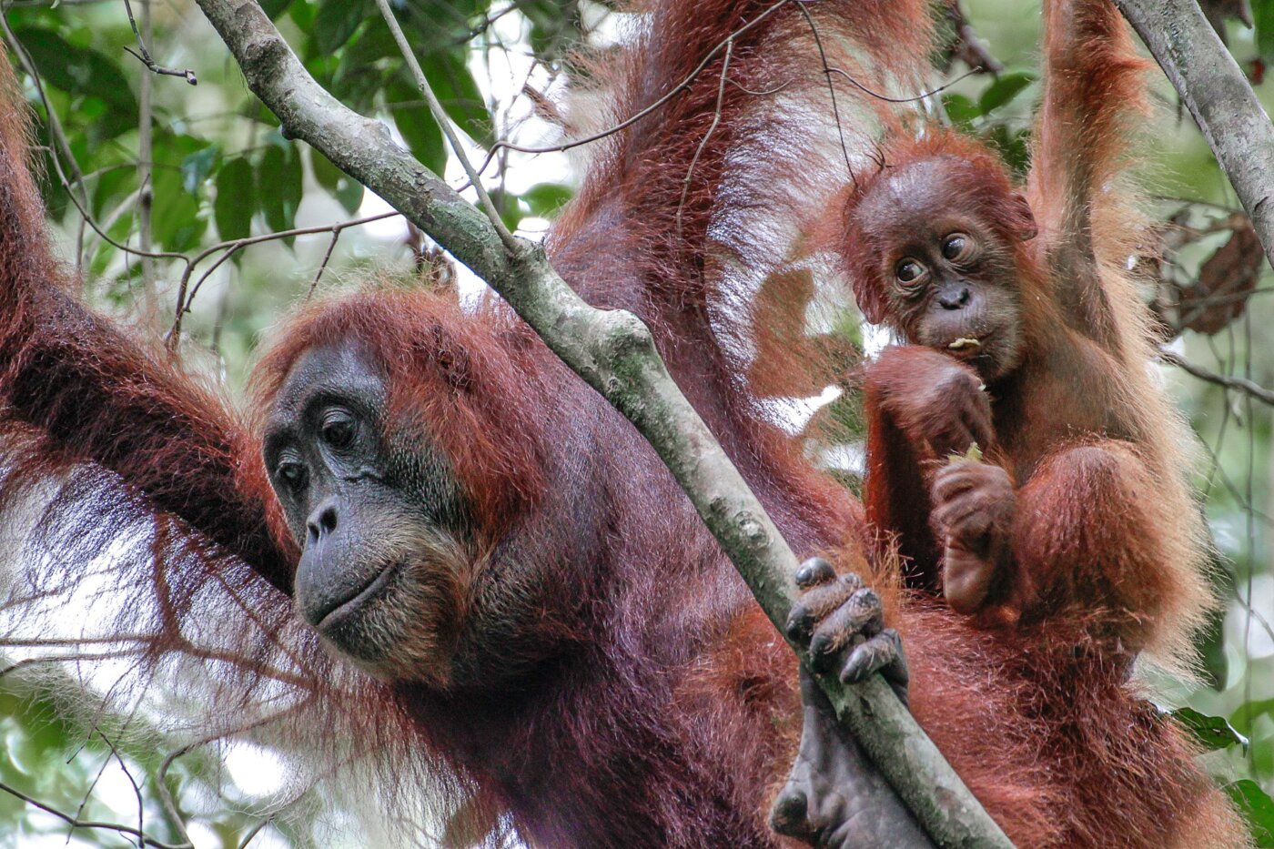 Suamtra Leuser Orang Outan