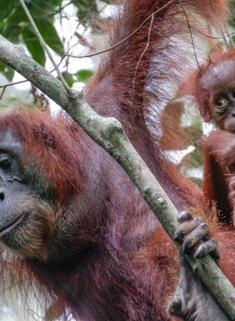 Suamtra Leuser Orang Outan