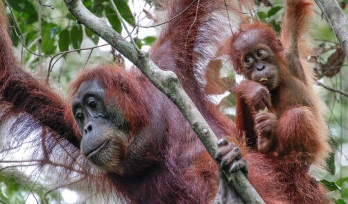 Suamtra Leuser Orang Outan