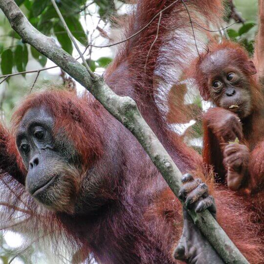 Suamtra Leuser Orang Outan