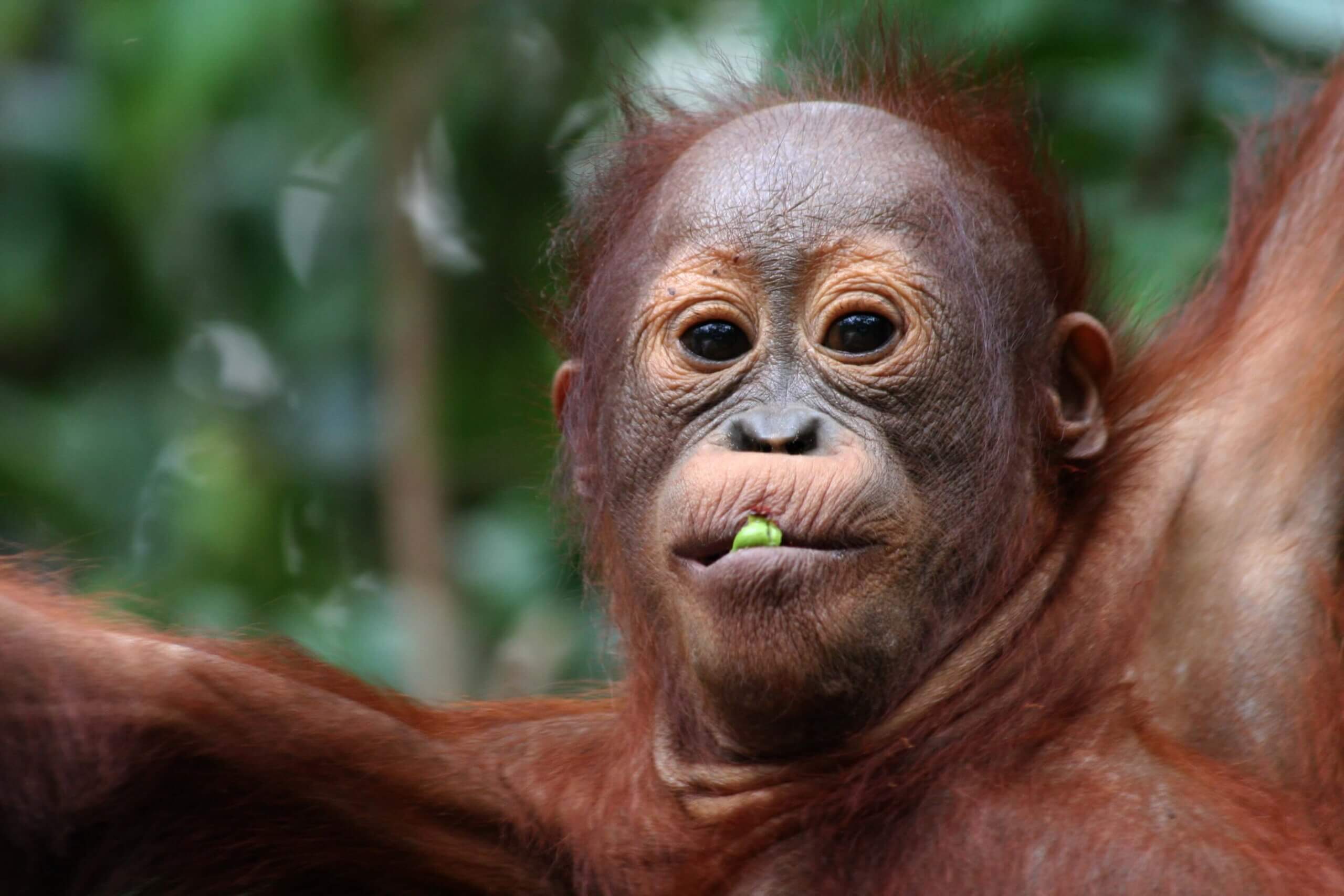 Orang Outan de Borneo