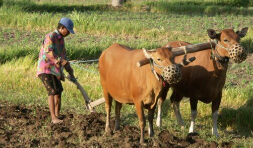archipel360 Bali batur sari ferme eco