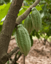 archipel360 java kalibaru plantation de cacao