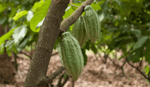 archipel360 java kalibaru plantation de cacao