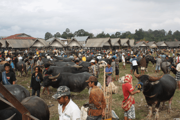 archipel360 sulawesi rantepao 3