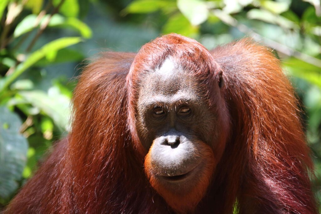 Orang Outan à bukit lawang Sumatra
