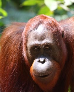 Orang Outan à bukit lawang Sumatra