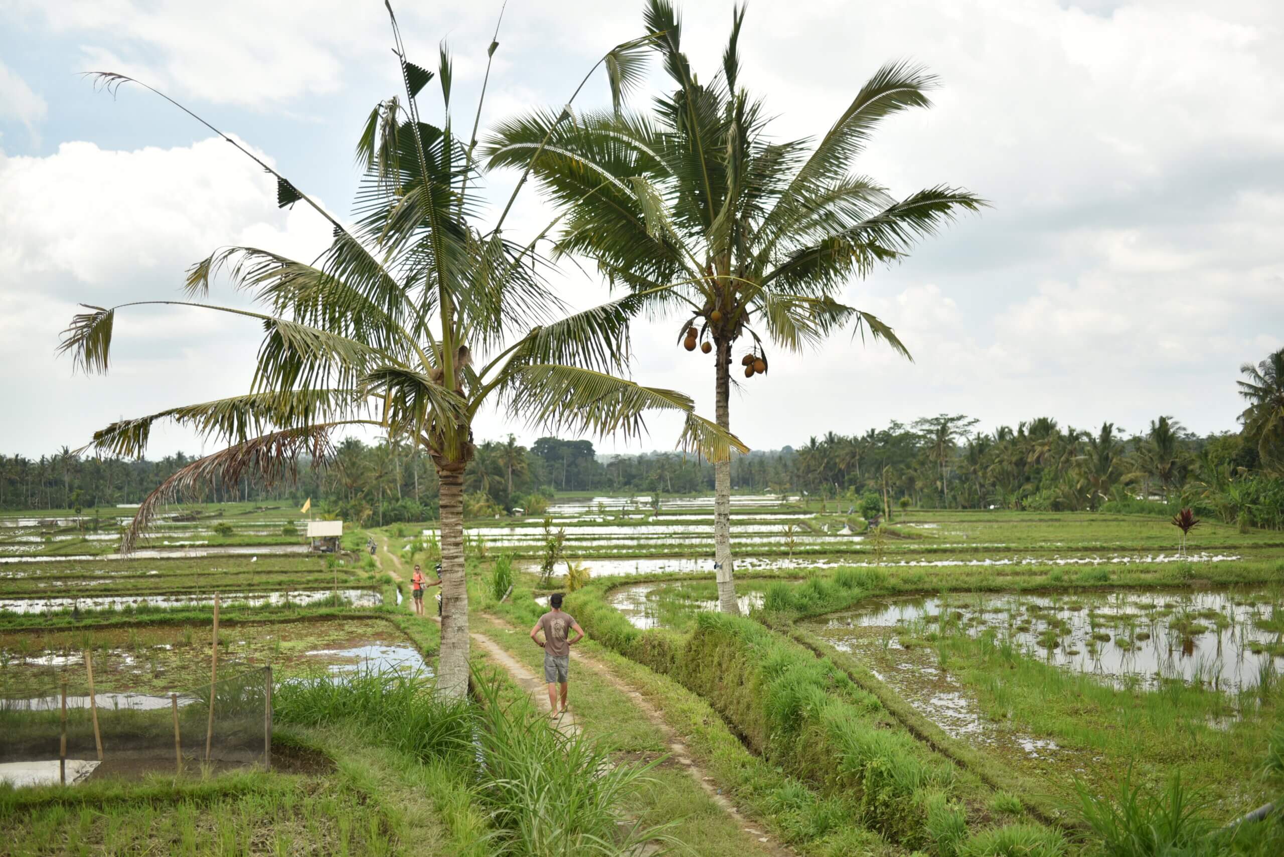 Ballade au milieu des rizières à Bali
