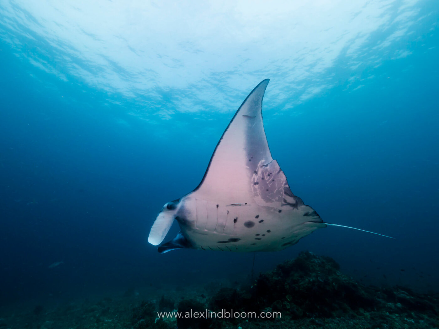 Archipel360 Bali Snorkling Manta Penida All4Dive 2