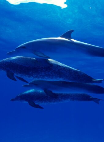 Bali dolphins Lovina 1