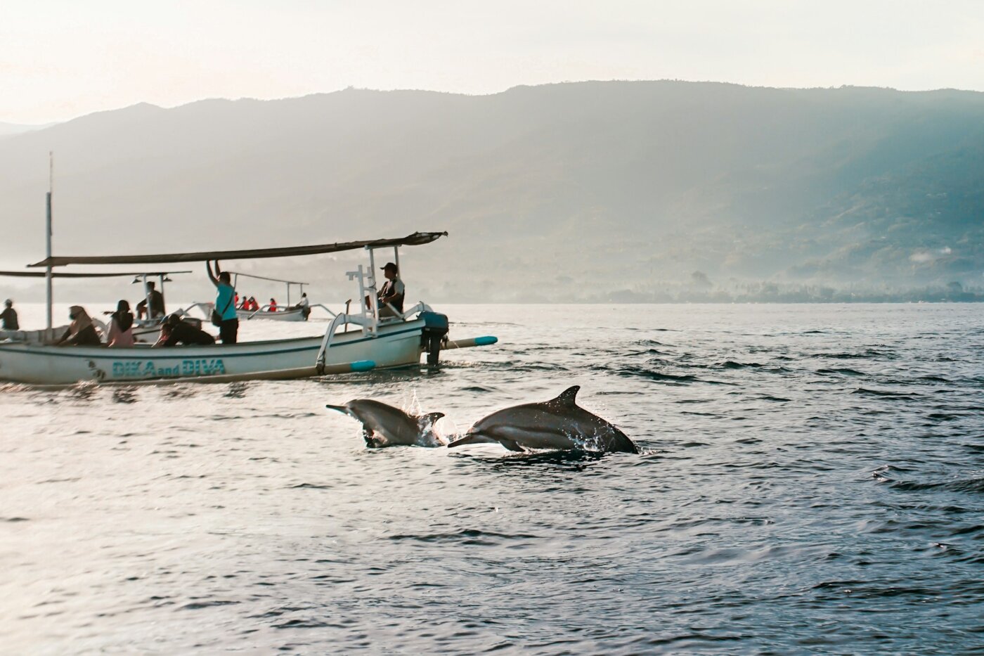 Bali dolphins Lovina 2