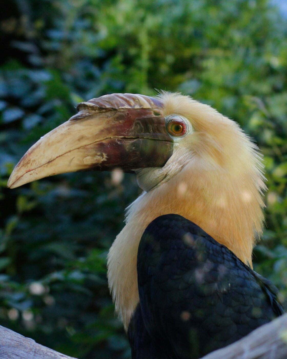Borneo Tanjung Puting Calao bird