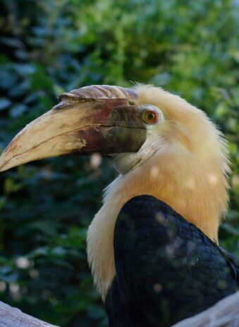 Borneo Tanjung Puting Calao bird