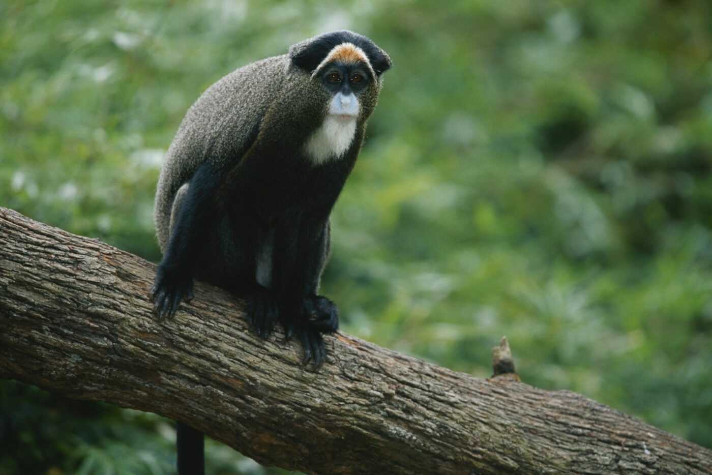 Borneo Tanjung Puting Gibbon Monkey