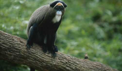 Borneo Tanjung Puting Gibbon Monkey