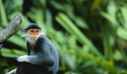 Borneo Tanjung Puting Langur Monkey