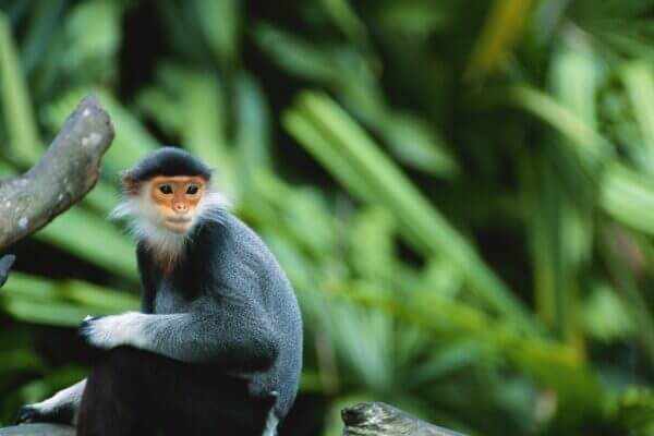 Borneo Tanjung Puting Langur Monkey