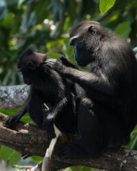 Sulawesi Animal Macaque