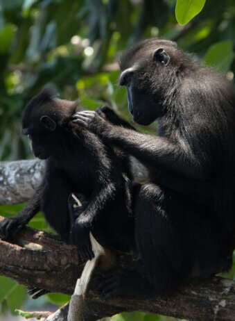 Sulawesi Animal Macaque