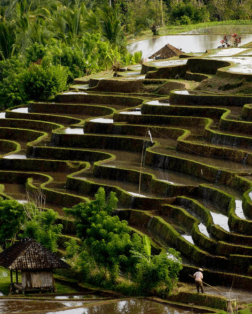 Les superbes rizières de Belimbing à Bali