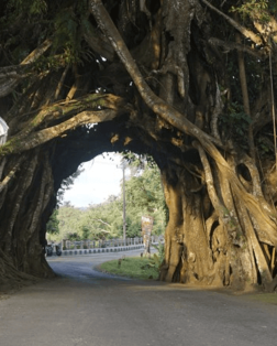 L'arbre sacré de Bunut Bolong à Bali