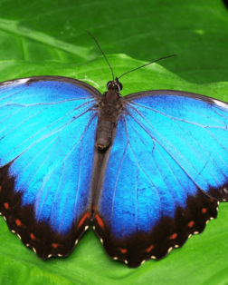 Les papillons de Bali