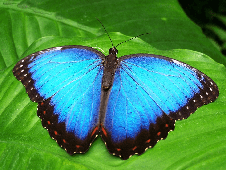 Les papillons de Bali