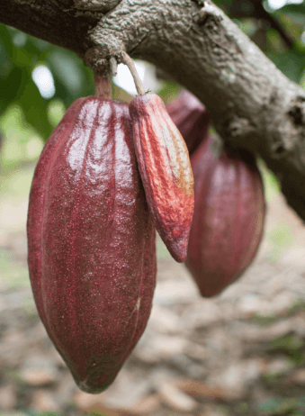 archipel360 Bali Cacao Factory