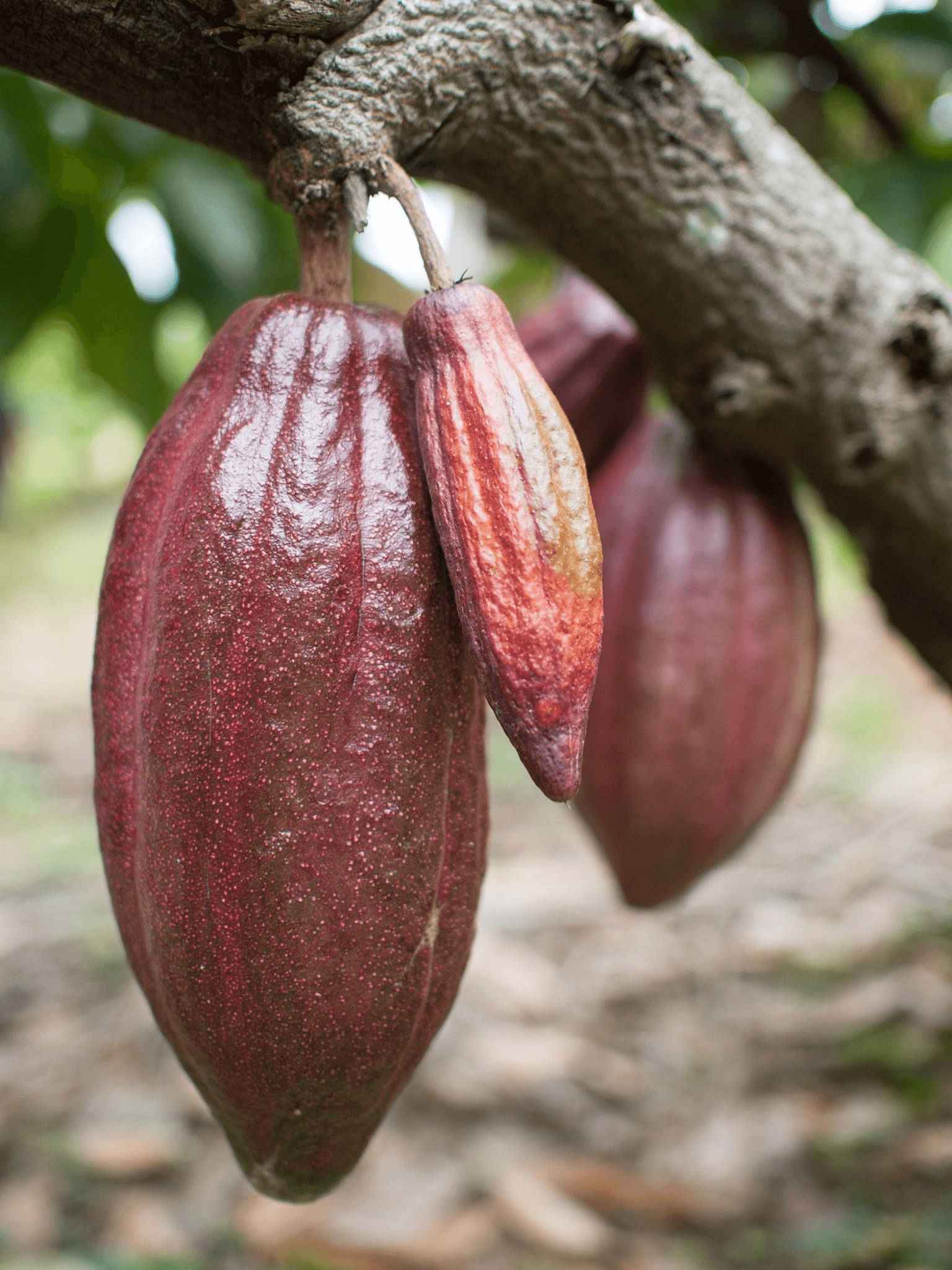 Cabosse (cacao) à Bali