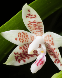 Orchidée d’Indonésie