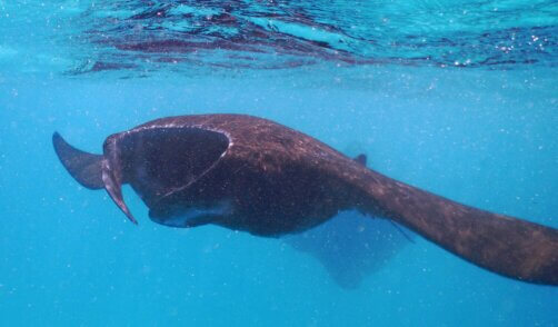 archipel360 Flores - Mantas - Komodo 12