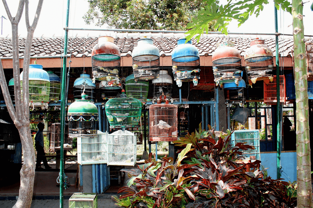 Marché aux oiseaux Ngasem à Yogyakarta
