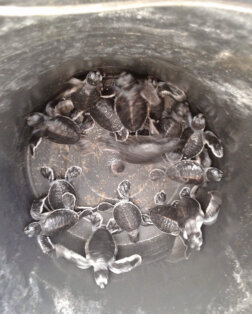 Les tortues de Sukamade à Java