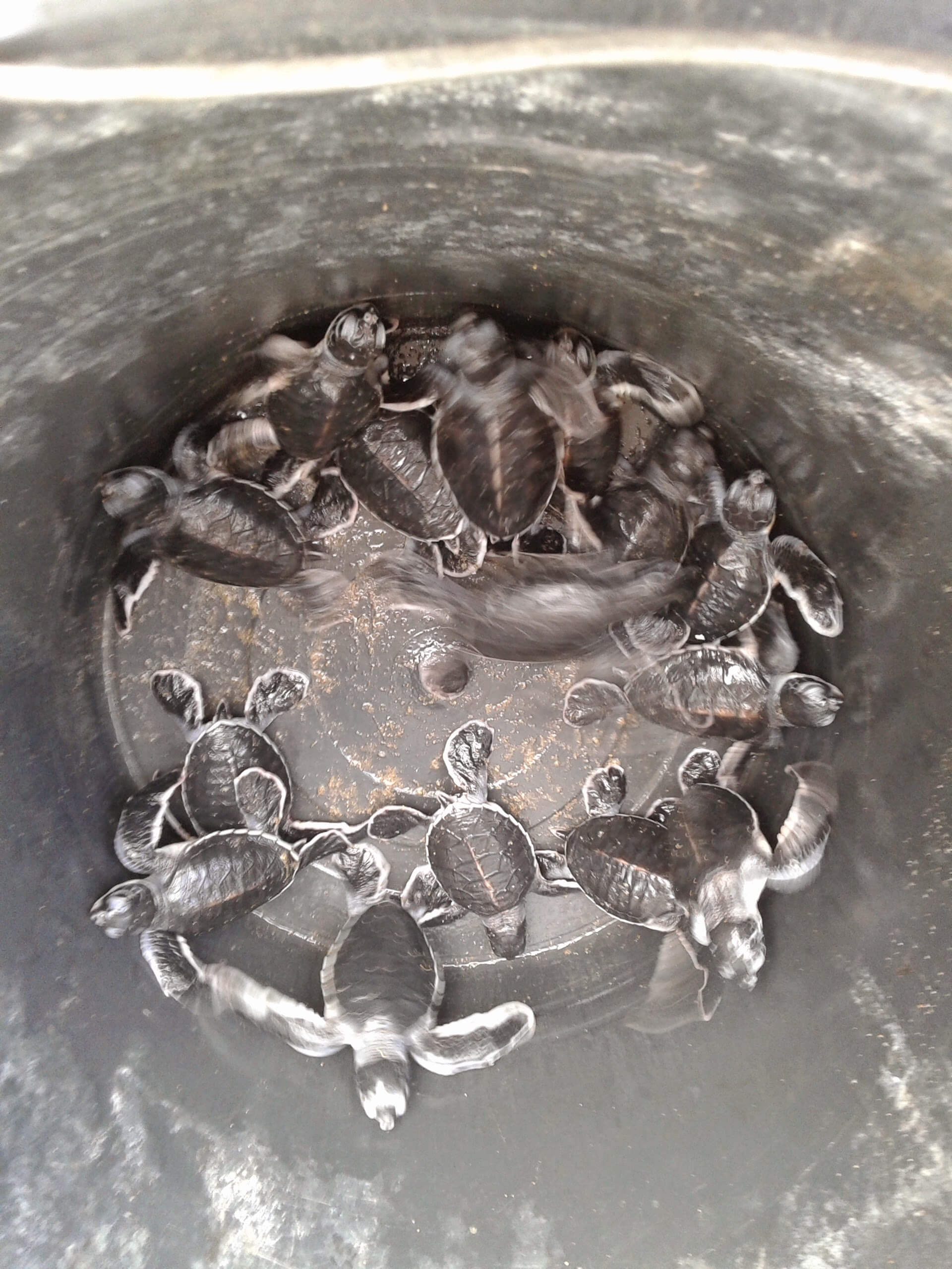 Les tortues de Sukamade à Java