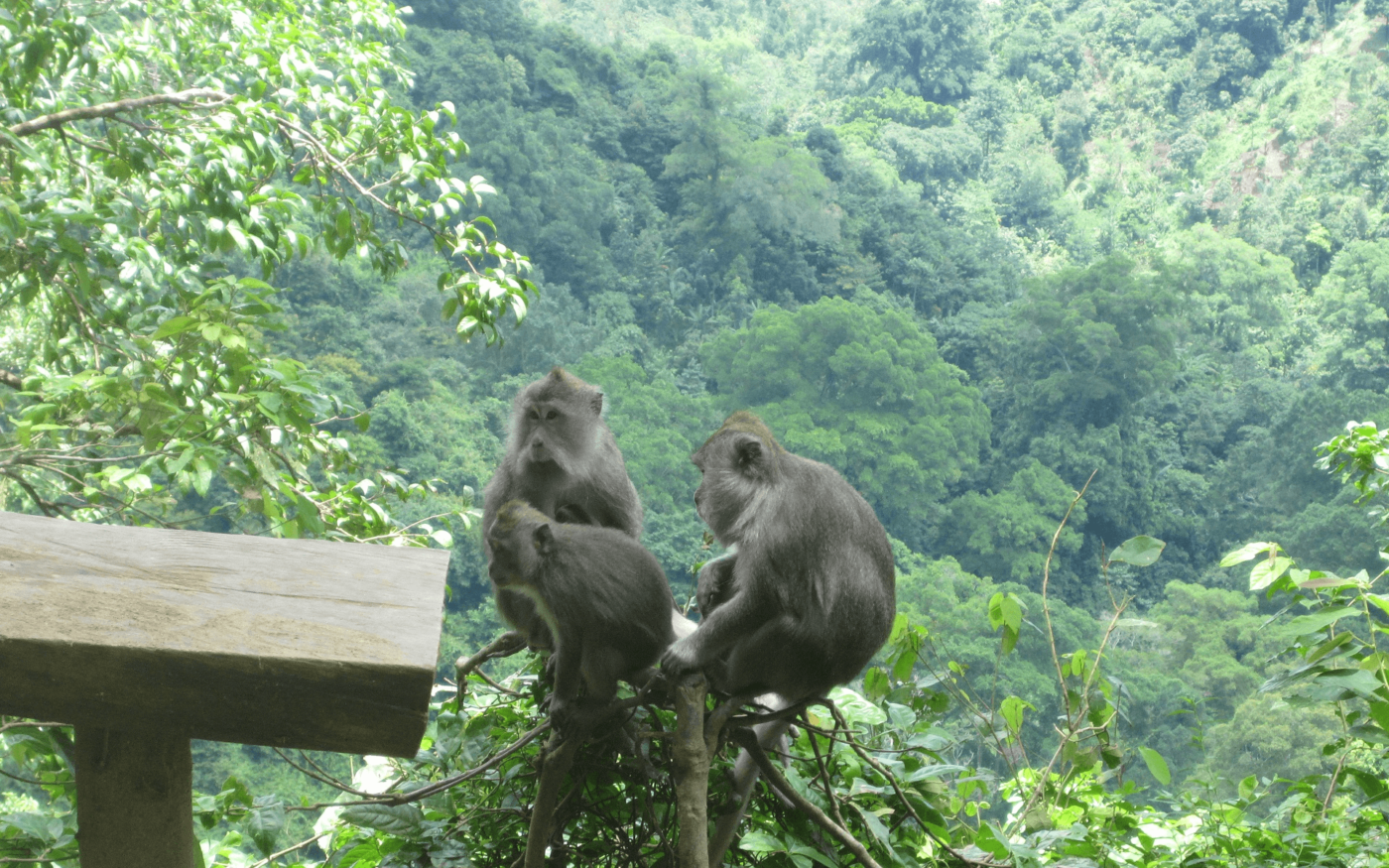 Lombok Pusuk Jungle