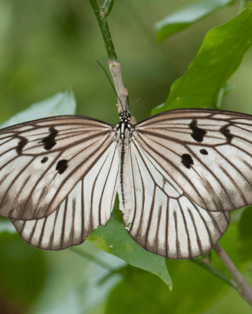 Papillon du Parc National Batimurung à Makassar sud Sulawesi