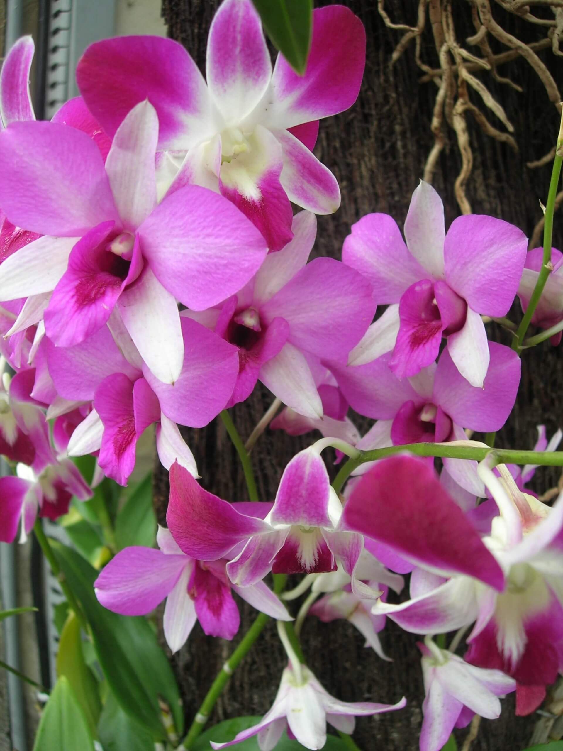 Orchidée du Jardin Botanique à Bedugul Bali en Indonésie