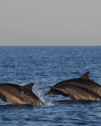 Les dauphins de Lovina à Bali