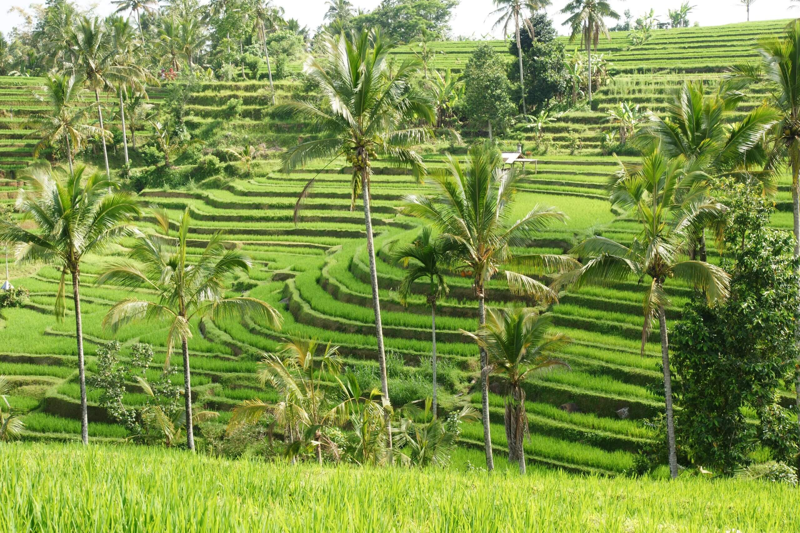 Les rizières de Bali