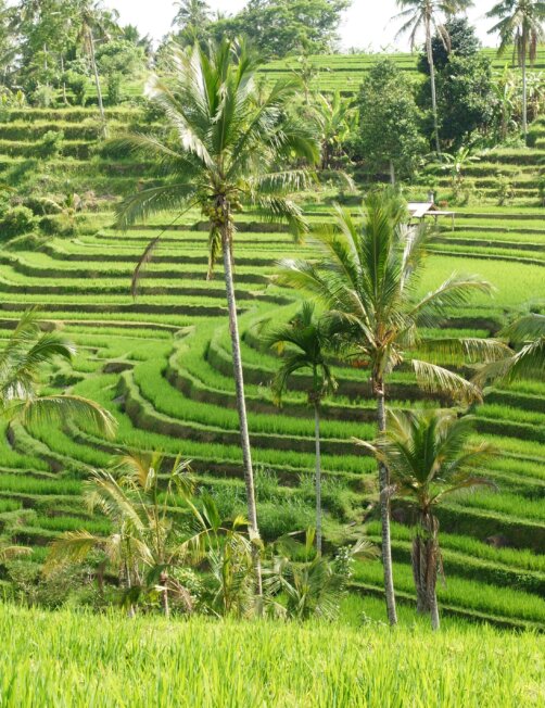 Rizières de Bali