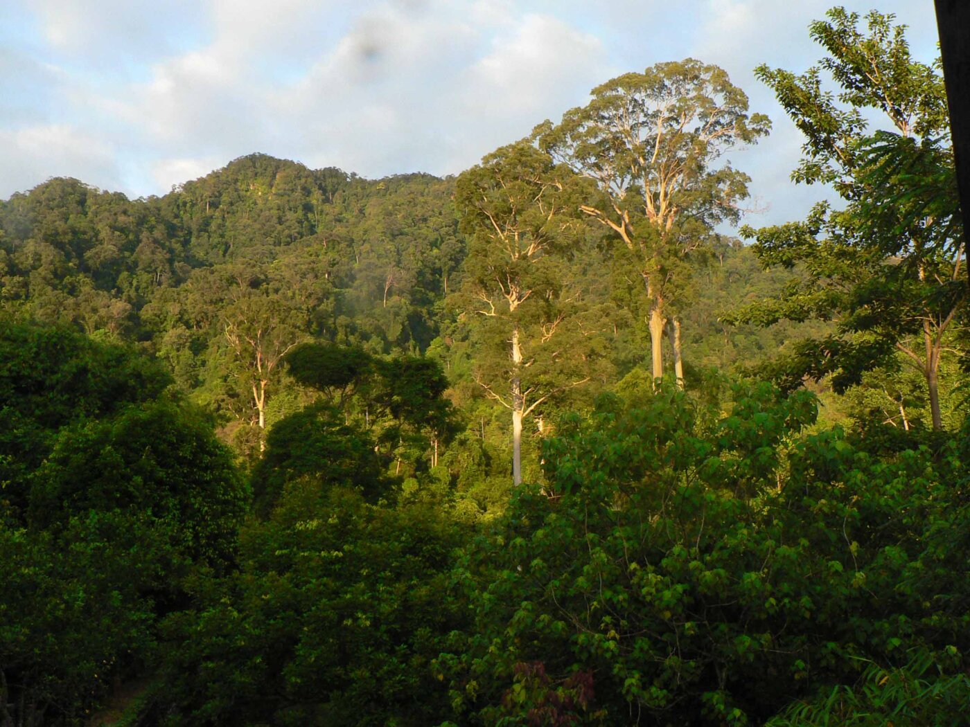 Sumatra Tangkahan