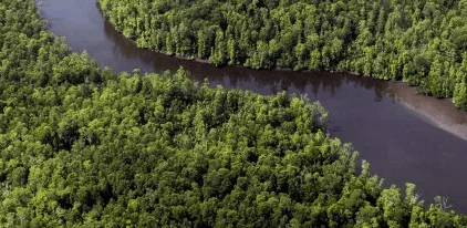 La Rivière noire au milieu de la jungle de Borneo