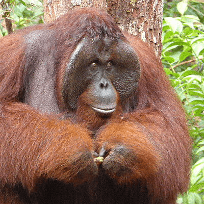 Orang outan de la jungle de Tanjung Puting à Borneo