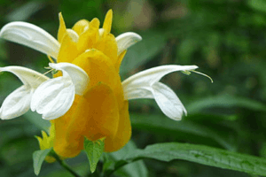 Fleur du jardin botanique de Bedugul