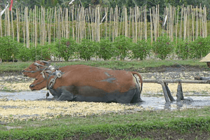 Vache de la campagne Balinaise