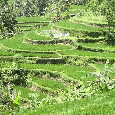 Rizières en terrasse de Bali