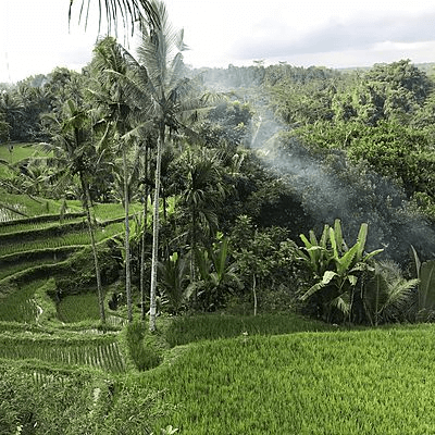 Rizières Balinaises