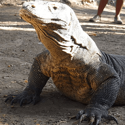 Dragon de Komodo au parc national de Komodo a Flores en Indonésie
