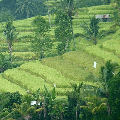 Rizière en terrasse de Bali